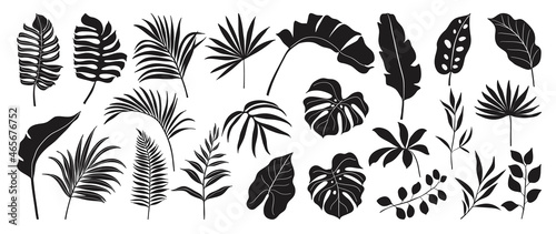 Tropical leaves vector. Set of palm leaves silhouettes isolated on white background. Vector EPS10 photo