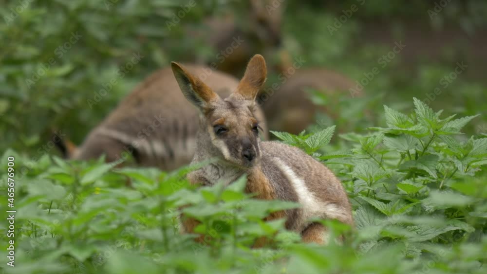 Close-up of Multiple yellow-footed rock wallabies (Petrogale xanthopus) relaxing on a green meadow in South Australia. Close-up of Multiple yellow-footed rock wallabies (Petrogale xanthopus) relaxing on a green meadow in South Australia.