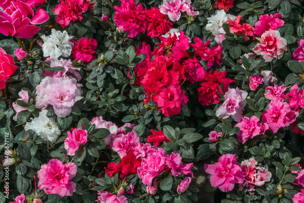 Colorful variety of plants with flowers background pattern wallpaper Colorful variety of plants with flowers background pattern wallpaper