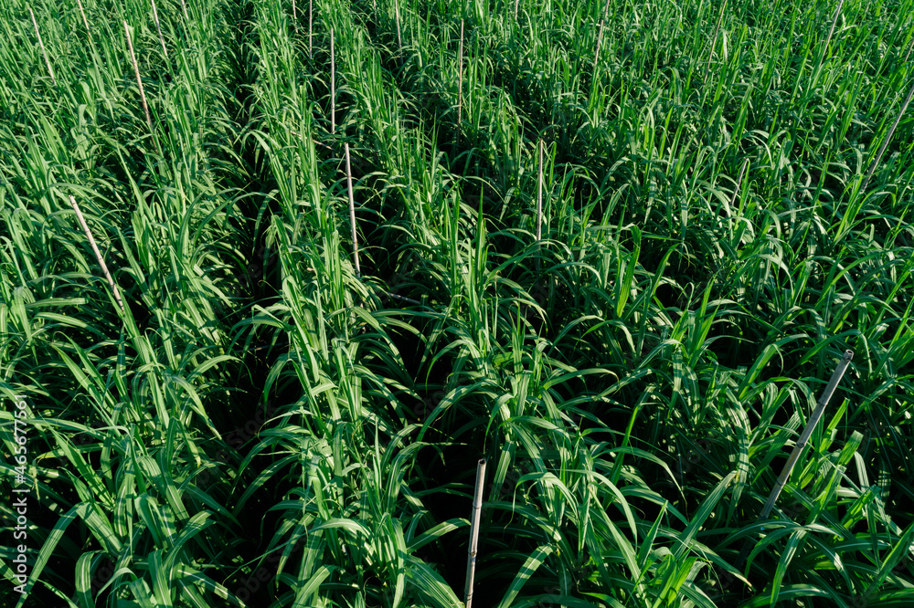 Aerial view of sugarcane plants growing at field Aerial view of sugarcane plants growing at field