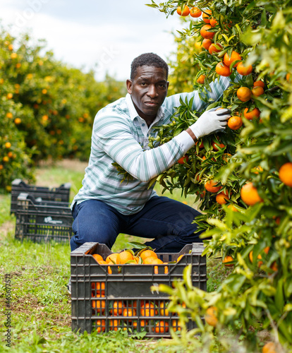 African-American man gardening in his orchard, picking fresh ripe tangerines.. © JackF