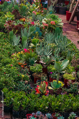 Various colorful succulent plants for sale