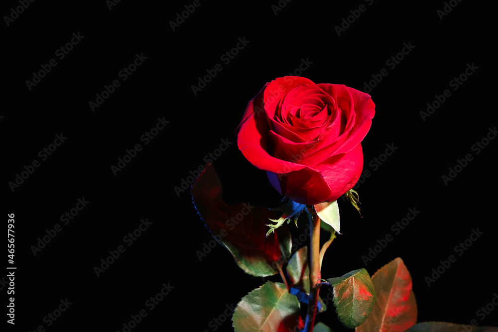 Fototapeta premium Beautiful fresh red rose on black background