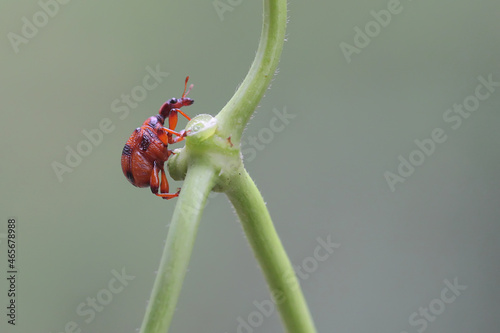 A giraffe weevil is looking for food on a bush. This insect has the scientific name Apoderus tranquebaricus.  photo