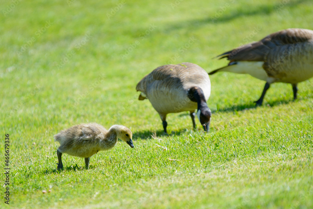 Canada geese gosling with adults eating grass Canada geese gosling with adults eating grass