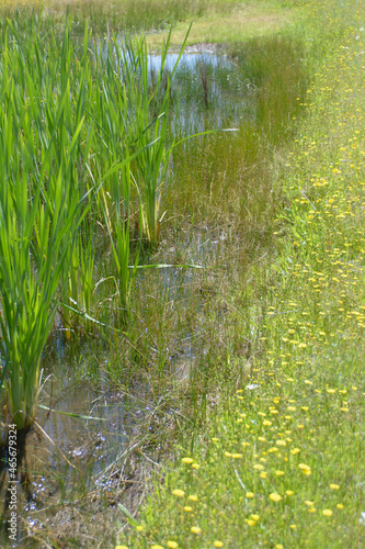 wildflower meadow pond in California foothills. 