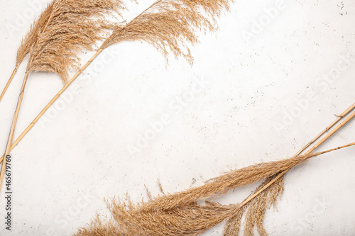 Dry common reeds on light background photo