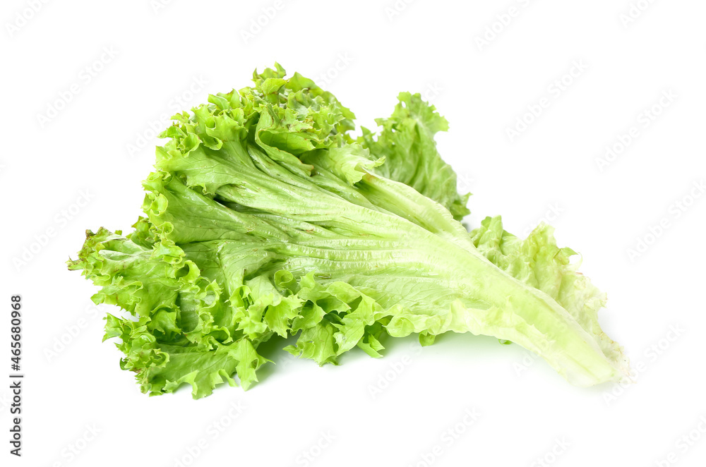 Lettuce leaf isolated on white background Lettuce leaf isolated on white background