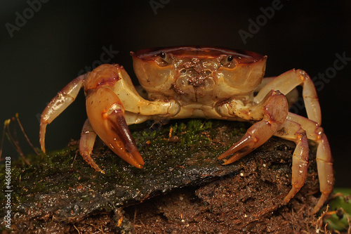 A freshwater crab resting on a rock overgrown with moss. This animal has the scientific name Parathelphusa convexa. 