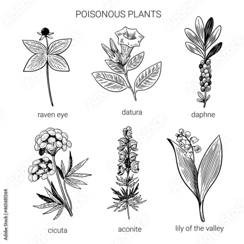 Set of black and white hand drawn poisonous plants. Illustration of toxic herbs in line art sketchy style. 