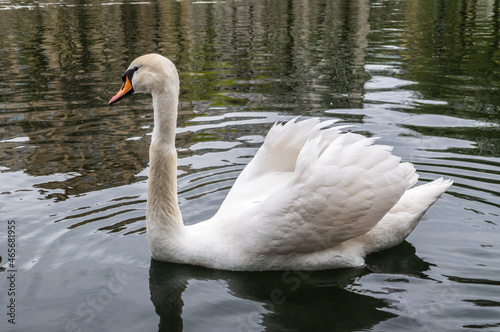 A graceful white swan swimming on a lake with dark water. The white swan is reflected in the water