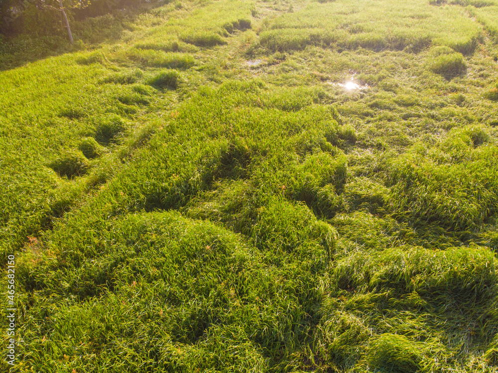 Paddy rice green plantation field morning sunrise aerial view