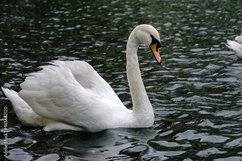 A graceful white swan swimming on a lake with dark water. The white swan is reflected in the water
