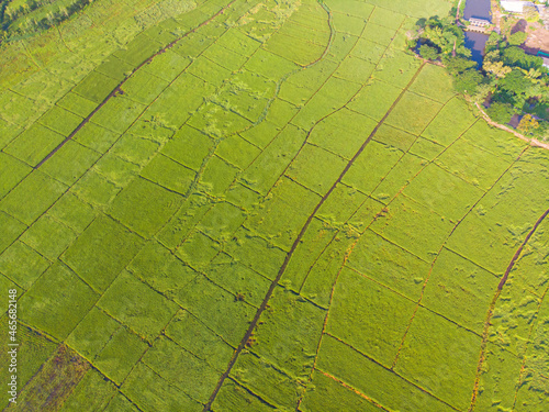Paddy rice green plantation field morning sunrise aerial view
