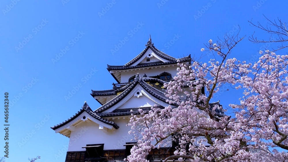 春の近江・桜の季節　国宝・彦根城の天守閣