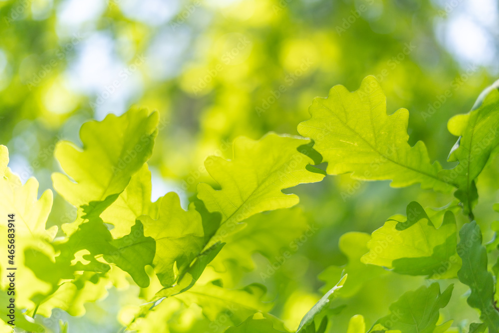 oak leaves, green spring backgroun oak leaves, green spring backgroun