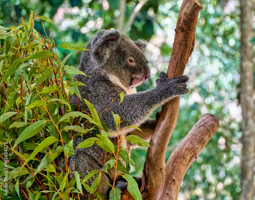 Australian Aussie Koala hanging on to a eucalyptus branch