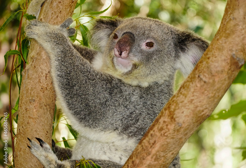 Fototapeta Naklejka Na Ścianę i Meble -  Koala hanging on to a eucalyptus branch