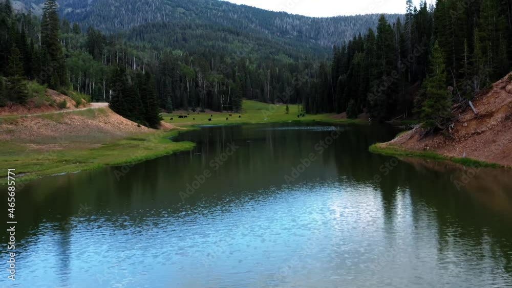 Tilting up aerial drone shot of a nature landscape of the Anderson Meadow Reservoir lake up Beaver Canyon in Utah with large pine tree forest, a small stream, and a grass field with cows grazing. Tilting up aerial drone shot of a nature landscape of the Anderson Meadow Reservoir lake up Beaver Canyon in Utah with large pine tree forest, a small stream, and a grass field with cows grazing.