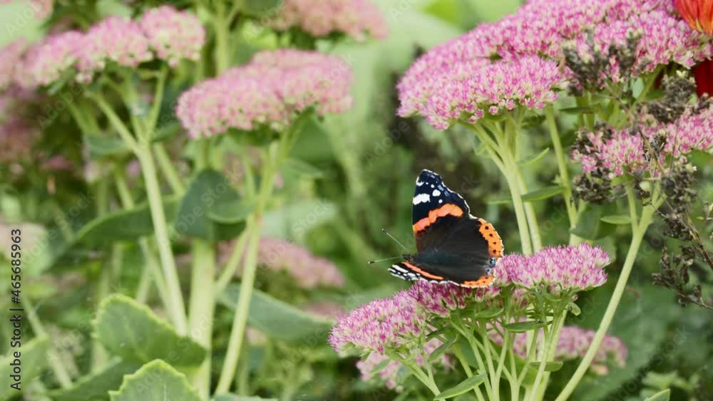 Close up of a Vanessa Atalanta butterfly on sedum flowers Close up of a Vanessa Atalanta butterfly on sedum flowers