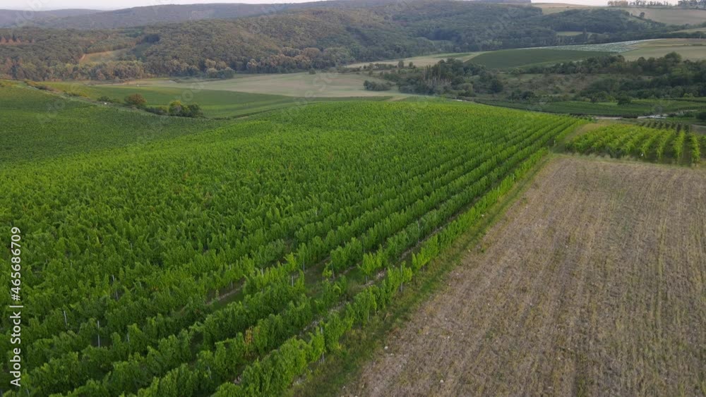 Aerial falling view of a vineyard and surrounding hills with a dam in the background. Aerial falling view of a vineyard and surrounding hills with a dam in the background.