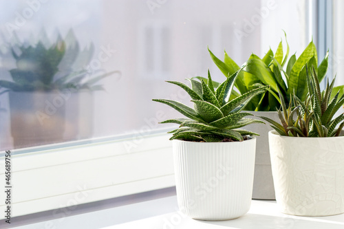 Houseplants, scarlet vera, succulents on the windowsill in a white pot. Sunlight. Home hobby