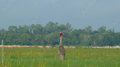 Looking to the left and around and to the right, seen in the middle of a grassland during a hot afternoon, Sarus Crane, Antigone antigone, Buriram, Thailand. photo