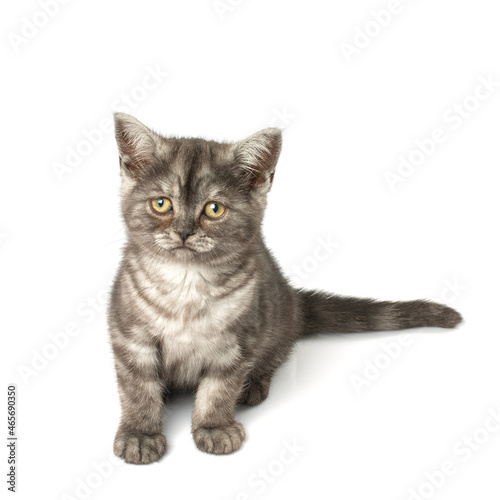 British Shorthair cat on white background