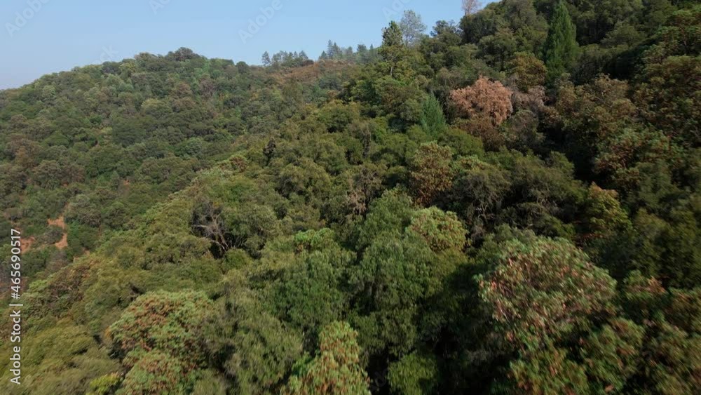 Flyover Lush Forest Trees During Autumn At North Fork American River In California, United States. Aerial Approach Flyover Lush Forest Trees During Autumn At North Fork American River In California, United States. Aerial Approach