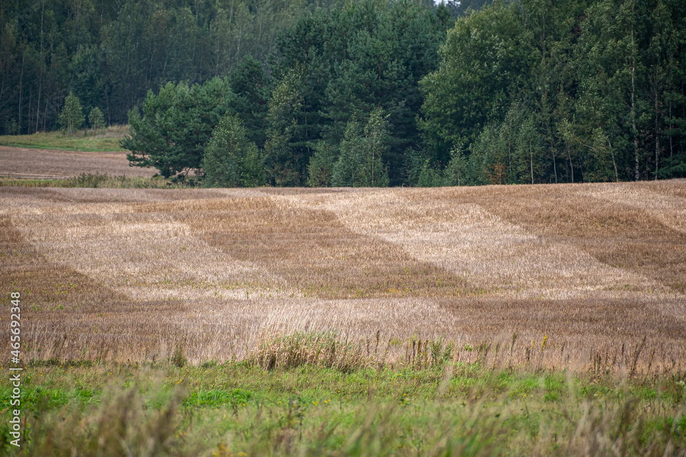 Autumnal agricultural field in Lithuania. Green grass, dray hay and dark decidous forest in the distance. Selective focus on the texture of the plants, blurred background.