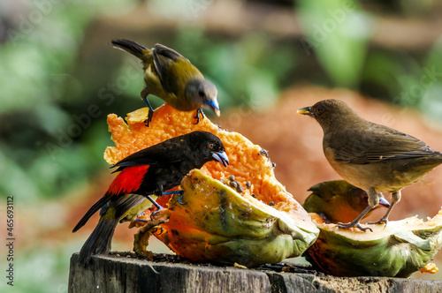 Passerinis Tanagers (Ramphocelus passerinii) and Clay-colored Thrush (Turdus grayi) in tropical forest of Papaturro River area, Nicaragua photo