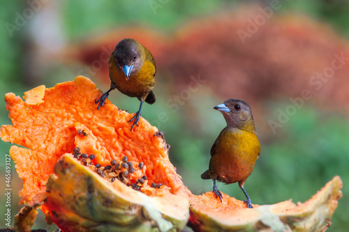 Passerinis Tanager (Ramphocelus passerinii) females in tropical forest of Papaturro River area, Nicaragua photo