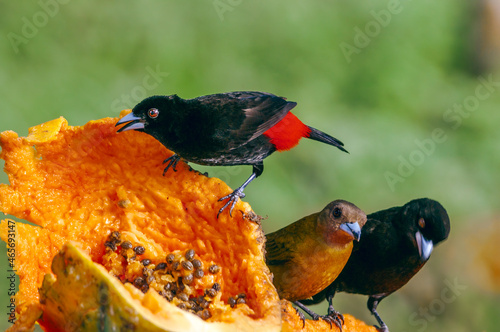 Males and female of Passerinis Tanagers (Ramphocelus passerinii) in tropical forest of Papaturro River area, Nicaragua photo