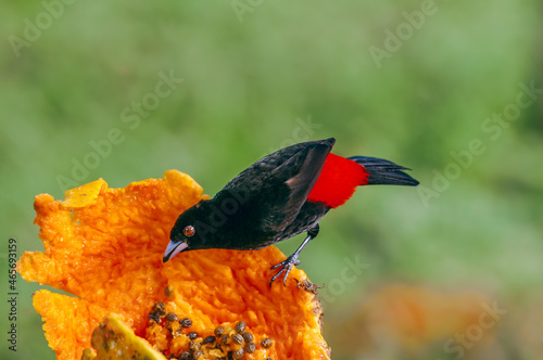 Passerinis Tanager (Ramphocelus passerinii) male in tropical forest of Papaturro River area, Nicaragua photo