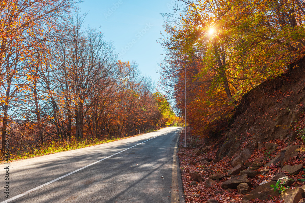 Asphalt road between autumn trees