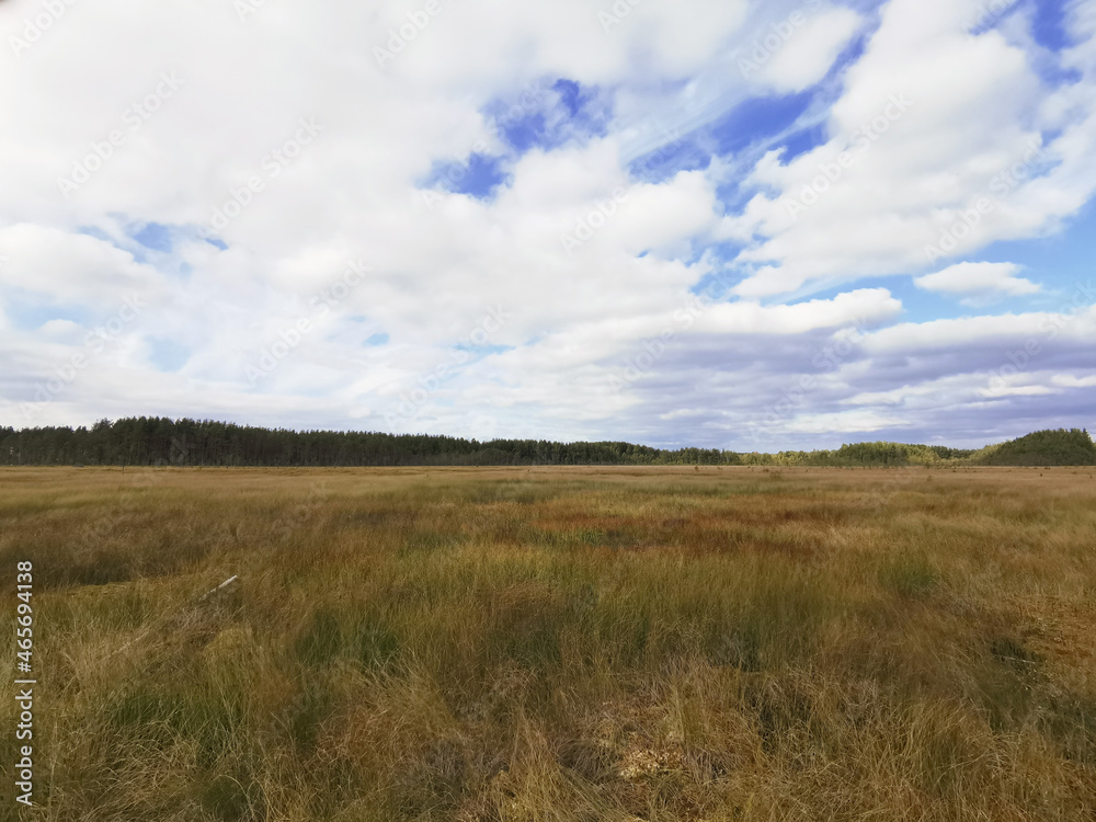 High, dry, swamp grass against the background of a forest and a beautiful sky with clouds.