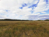 High, dry, swamp grass against the background of a forest and a beautiful sky with clouds.