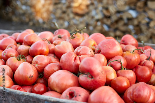 Red tomatoes are collected in a wheelbarrow, harvesting on the farm