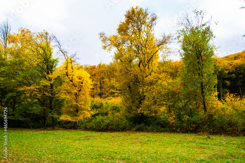 Trees in the autumn