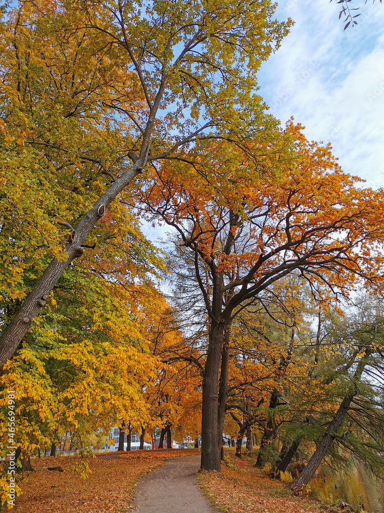 A road strewn with fallen leaves passes between trees in an autumn park