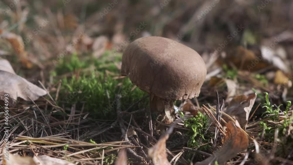 focus on forest ground then approaching to wild mushroom
focus on forest ground then approaching to wild mushroom