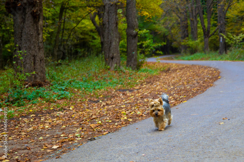 Yorkshire terrier is walking ont he road photo