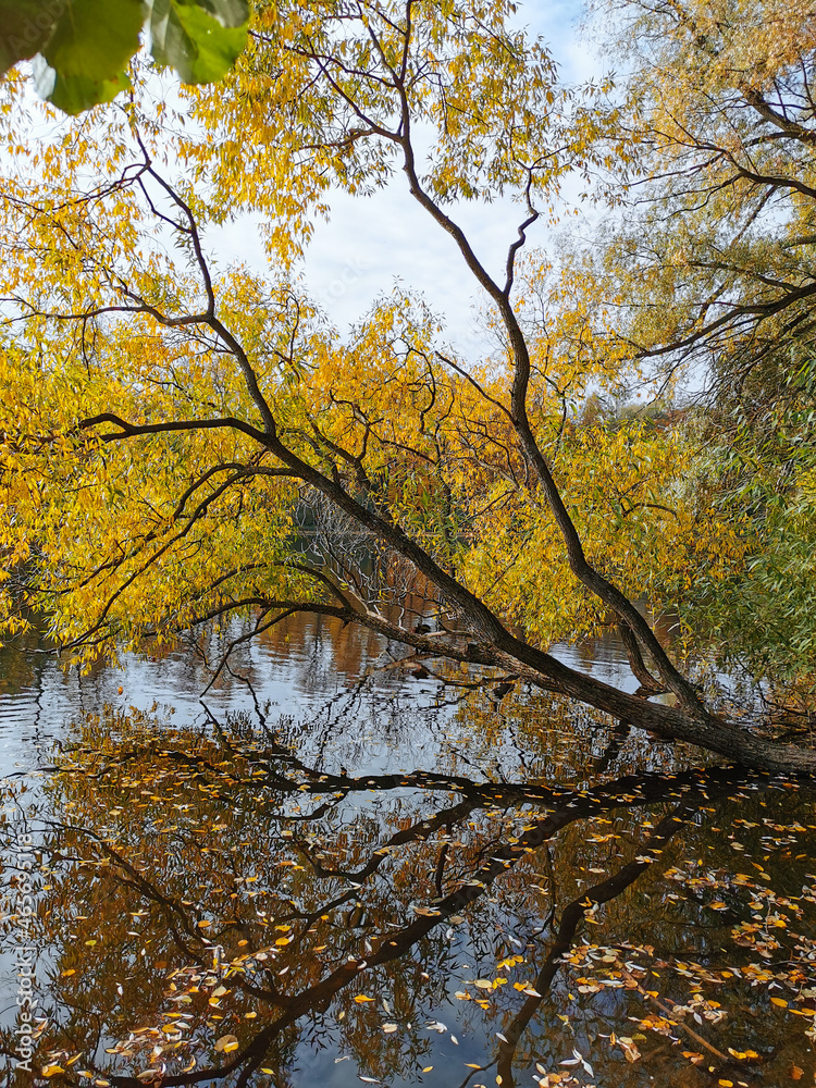 A willow tree leaning over a pond with ducks and fallen leaves floating in its water.
