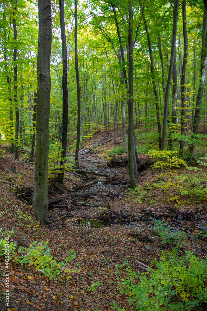 Deep in the forest Deep in the forest