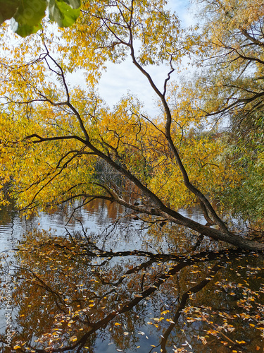 A willow tree leaning over a pond with ducks and fallen leaves floating in its water.