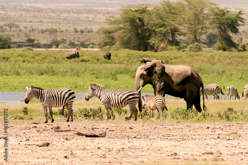 Paysage Eléphant Loxodonta africana et Zébre Equus quagga burchellii au Kenya