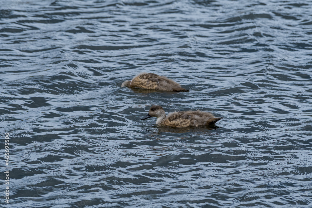 Crested Duck (Lophonetta specularioides) ducklings in Ushuaia area, Land of Fire (Tierra del Fuego), Argentina Crested Duck (Lophonetta specularioides) ducklings in Ushuaia area, Land of Fire (Tierra del Fuego), Argentina