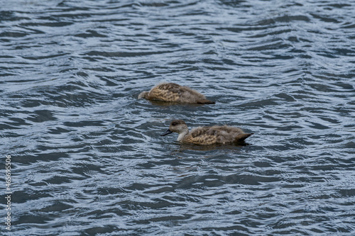 Crested Duck (Lophonetta specularioides) ducklings in Ushuaia area, Land of Fire (Tierra del Fuego), Argentina