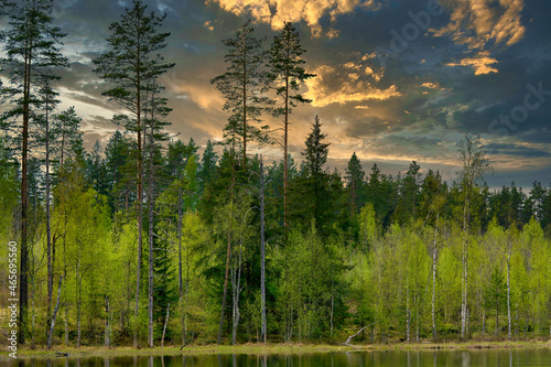 Pine trees on the shore of the lake against the background of sky with clouds © vizland