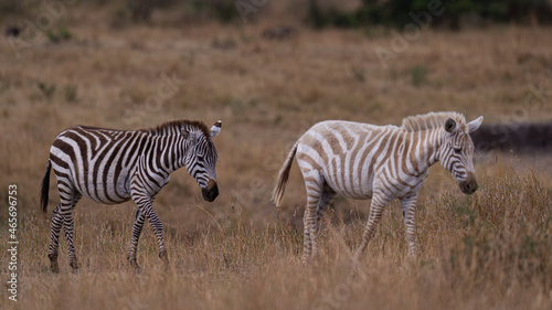 Albino zebra and Normal Zebra in the savannah